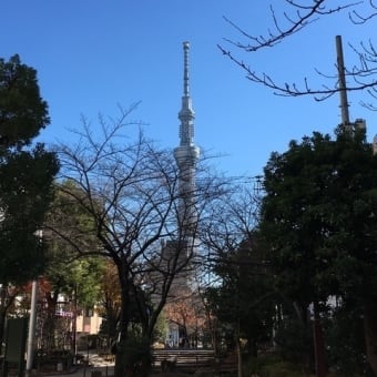 東京の色んな木