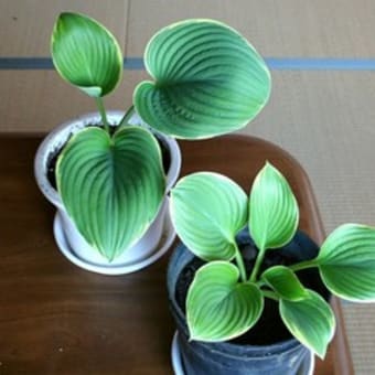 冬のバラ庭は寂しくて