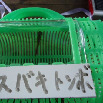 「みんなでおにぎりをもって昆虫採集にいこう」