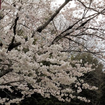 今年も桜法要と元気で桜ランチ、花粉さえなければね