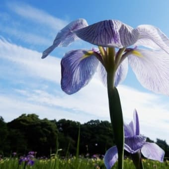 大宮公園の花菖蒲