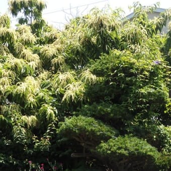 強き香に引かれて行けば栗の花（長徳寺近く）