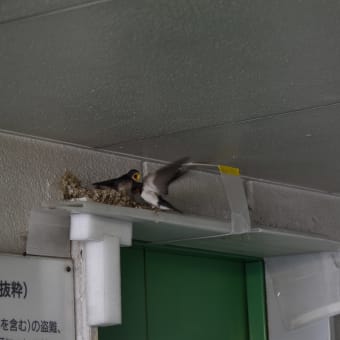 お陰様で無事巣立ちました。
