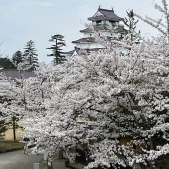 鶴ヶ城の桜が満開でした！！