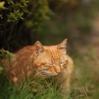 野良猫