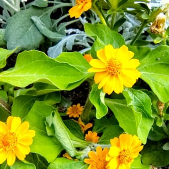 お花で一休み（193） セルフクリーニングをする植物