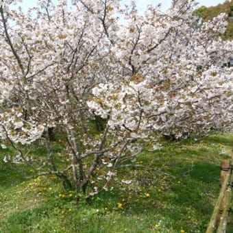 2011年4月24日(日)　仁和寺