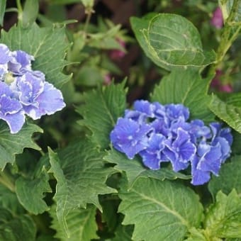 楽しみにしていた紫陽花の開花