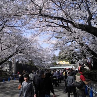 ４月に入り桜も満開