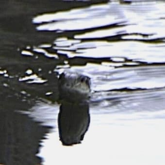 野鳥散歩
