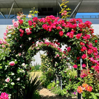 山口宇部空港の薔薇が今年も綺麗です