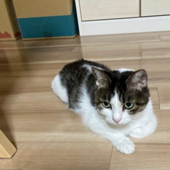 新商品が出ると。。。