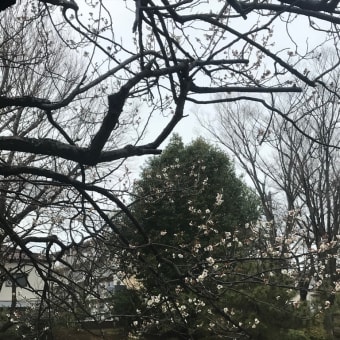 梅から桜