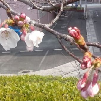 春の雨