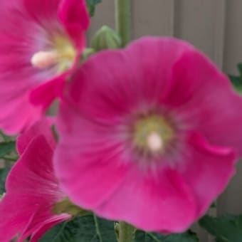 タチアオイ開花