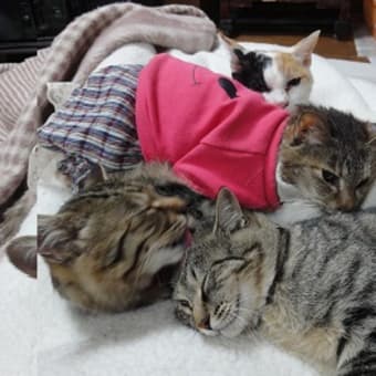 猫舟神社―よろしく！当たる子ちゃん