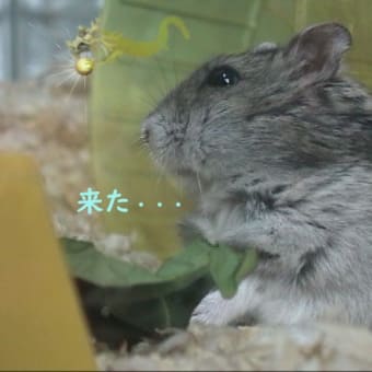 「もう日があがっているのに」って？