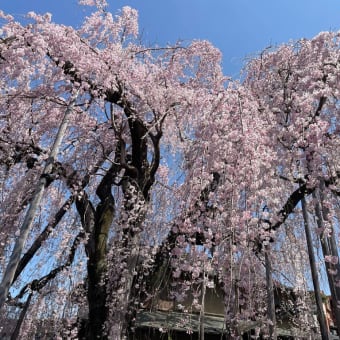 枝垂れ桜 樹齢200年　高楽寺 ～ by空倶楽部 