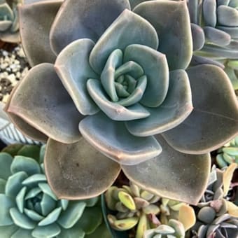 寄せ植え作ろう
