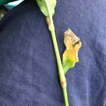 時期を過ぎた藍。刈り取りから乾燥まで。