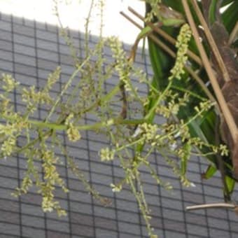 棕櫚竹 シュロチク の花が咲いた ブログ 琵琶湖疏水の散歩道