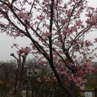 孫の桜開花