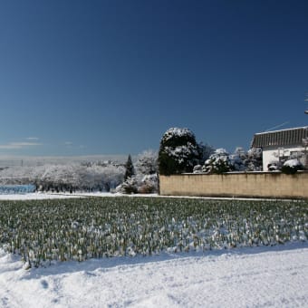 雪が綺麗です