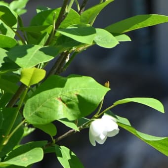 オオバオオヤマレンゲが咲く