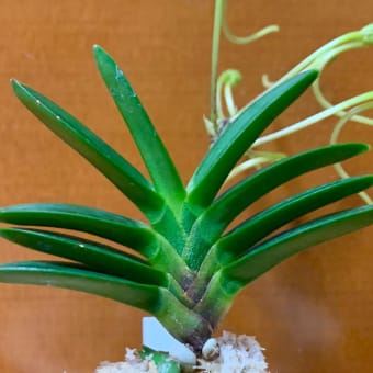 長門丸