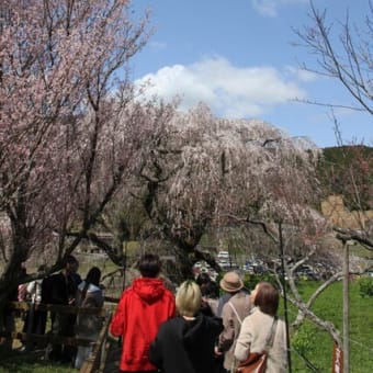 宇陀の又兵衛桜