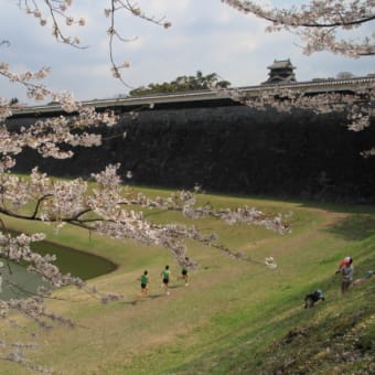 熊本桜めぐり  ～熊本城～