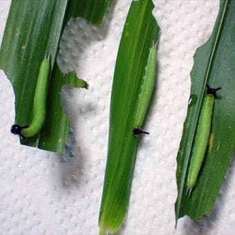 ウサギ耳御一行さま、ふたたび。