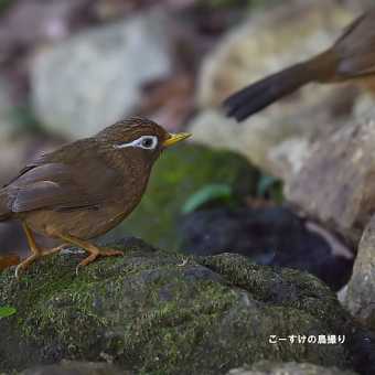 今日の野鳥 ・・ガビチョウ・・水場に。。