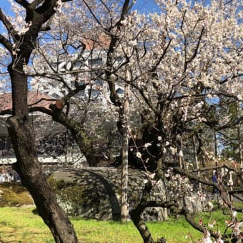 盛岡・石割桜が満開