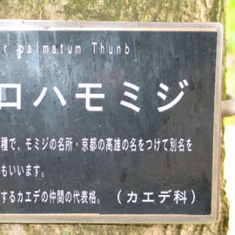いろはもみじ