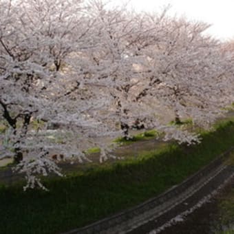 桜は、満開！！