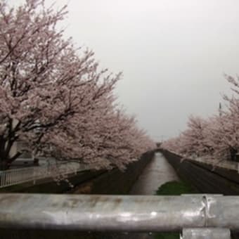 会下谷川の桜は今日が満開です☆