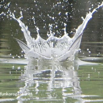 コアジサシ　水と戯れる