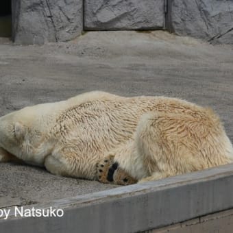 サツキさんの想い出