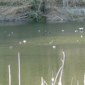 水鳥がやってきた