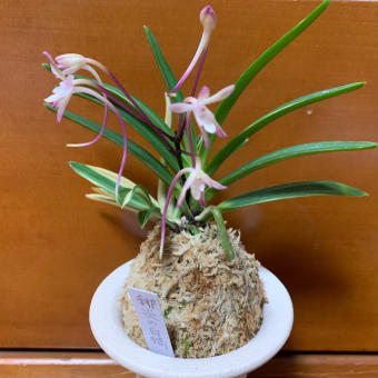 緋炎の白縞？