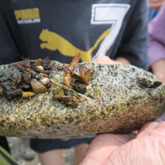 2019年５月２６日（日）「水生昆虫をみてみよう」