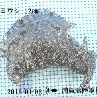 笑転爺の釣行記　１月２日☀　浦賀港陸軍桟橋