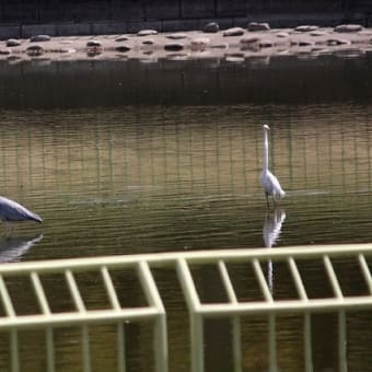 先日の鳥サン　久しぶりの撮影です♪