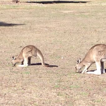 グランピアンズ国立公園へ