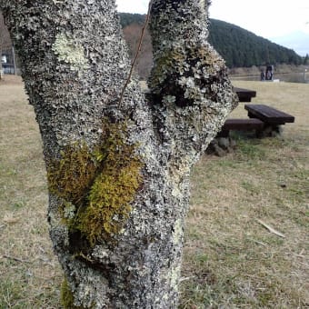 富士山麓田貫湖の自然：樹木につくウメノキゴケとハイゴケ