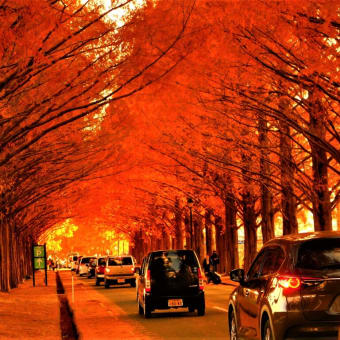 滋賀マキノ・紅葉メタセコイア並木