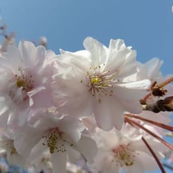 今年の桜