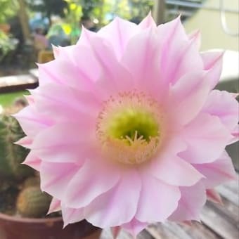 不謹慎だと思う人も居てると思うけど