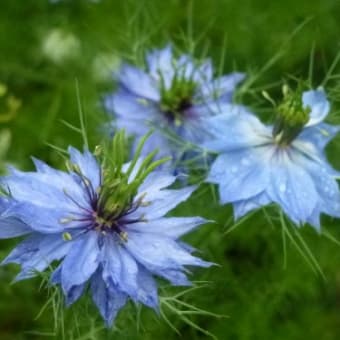 白とブルーの花